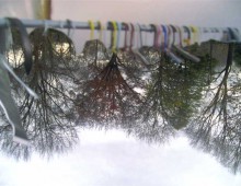 Untitled (trees, hanger)